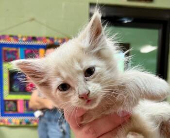 Domestic Long Hair Cats Available for Adoption in Burnsville, North Carolina - Quest | PetCurious