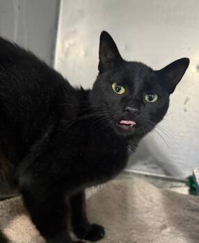 Rescue Domestic Short Hair Cats for Adoption in Gresham, Wisconsin - THEDA | PetCurious