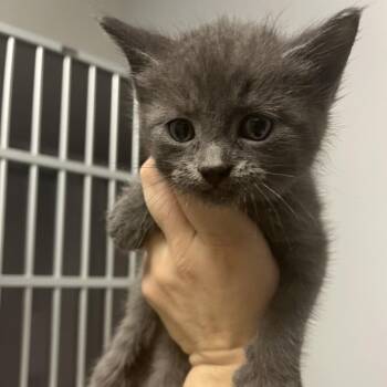 Marli -  Domestic Short Hair Cat for Adoption in Cedar Rapids, Iowa - Marli | PetCurious