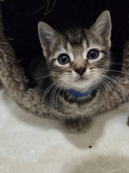 Awesome Again -  Domestic Short Hair and Tabby Cat for Adoption in New York, New York - Awesome Again | PetCurious