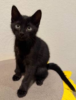 Snowdrop -  Domestic Short Hair Cat for Adoption in Magnolia, Texas - Snowdrop | PetCurious
