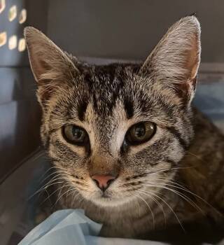 Rescue Domestic Short Hair Cats for Adoption in Robinson, Illinois - Twinkle | PetCurious