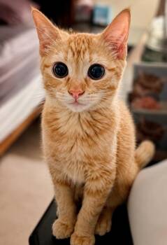 Barbara -  Domestic Short Hair Cat for Adoption in Colorado Springs, Colorado - Barbara | PetCurious
