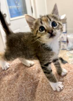 Bussin -  Domestic Short Hair Cat for Adoption in Geneseo, Illinois - Bussin | PetCurious