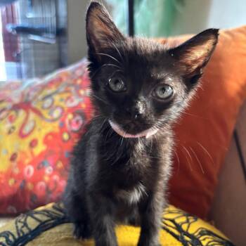 Lollipop -  Domestic Short Hair Cat for Adoption in Cumming, Georgia - Lollipop | PetCurious