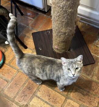 Rescue Tabby Cats for Adoption in Theodore, Alabama - Bluebell | PetCurious
