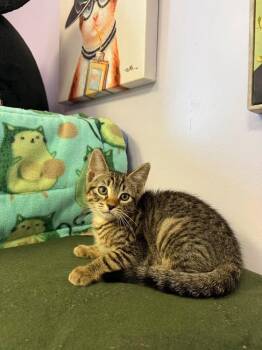 Rosemary -  Domestic Short Hair Cat for Adoption in Freeport, New York - Rosemary | PetCurious