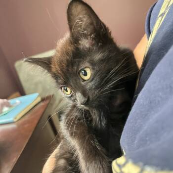 Rescue Domestic Short Hair Cats for Adoption in Wichita, Kansas - Joan | PetCurious