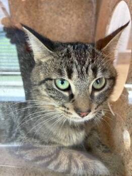 Stewie -  Domestic Short Hair Cat for Adoption in Lafayette, Indiana - Stewie | PetCurious