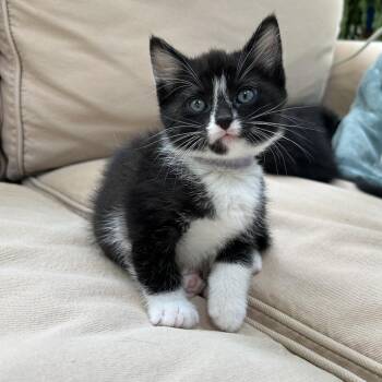 Domestic Short Hair Cats Available for Adoption in Chapel Hill, North Carolina - Iris | PetCurious