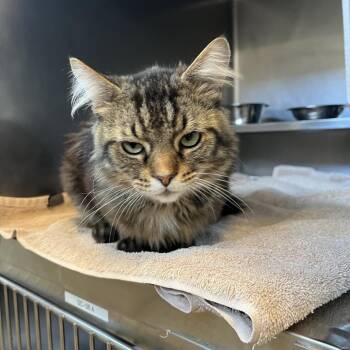 Philip -  Domestic Medium Hair and Domestic Short Hair Cat for Adoption in Bristol, Indiana - Philip | PetCurious