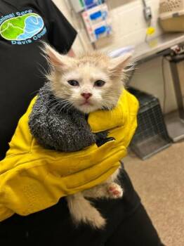 Sardine -  Domestic Short Hair Cat for Adoption in Fruit Heights, Utah - Sardine | PetCurious