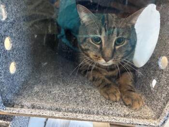 Udon -  Domestic Short Hair Cat for Adoption in New York, New York - Udon | PetCurious