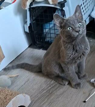 Lupin -  Domestic Short Hair and Siamese Cat for Adoption in Montreal, Quebec - Lupin | PetCurious
