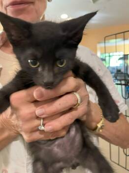 Rescue Domestic Short Hair Cats for Adoption in Boca Raton, Florida - Binx 9210 | PetCurious