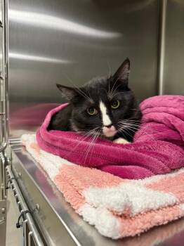 Domestic Medium Hair Cats Available for Adoption in Twentynine Palms, California - Rogue | PetCurious