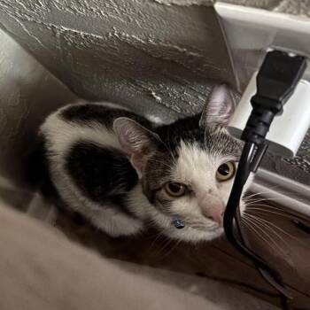 Rescue Domestic Short Hair Cats for Adoption in Cincinnati, Ohio - Theodore | PetCurious