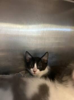 HERSHEY -  Domestic Short Hair Cat for Adoption in Rancho Cucamonga, California - HERSHEY | PetCurious