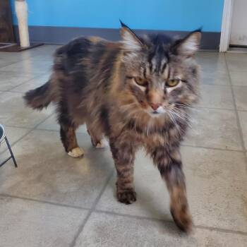Janus -  Domestic Long Hair Cat Available for Adoption in Polson, Montana - Janus | PetCurious