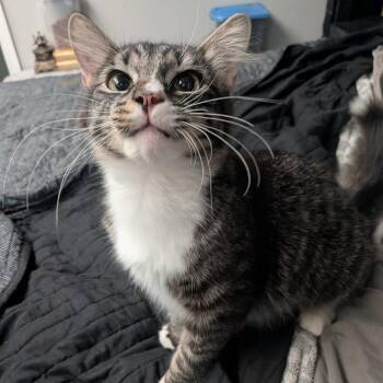 Truffle -  Domestic Short Hair Cat for Adoption in NEW PT RICHEY, Florida - Truffle | PetCurious