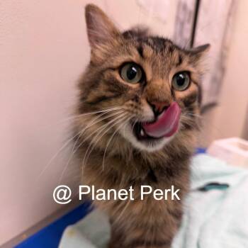Birdie -  Domestic Medium Hair Cat for Adoption in Oshkosh, Wisconsin - Birdie | PetCurious