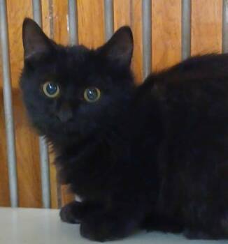Rescue Domestic Medium Hair Cats for Adoption in Greenville, North Carolina - Midnight | PetCurious