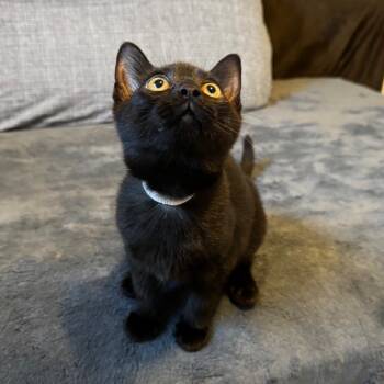 Rescue Domestic Short Hair Cats for Adoption in Puslinch, Ontario - Zippy (White Collar) | PetCurious