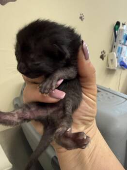 Java -  Domestic Short Hair Cat for Adoption in Rensselaer, Indiana - Java | PetCurious
