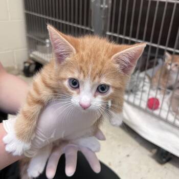 Meunster -  Domestic Short Hair Cat for Adoption in Birmingham, Alabama - Meunster | PetCurious