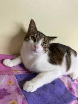 Domestic Short Hair Cats Available for Adoption - Maverick | PetCurious