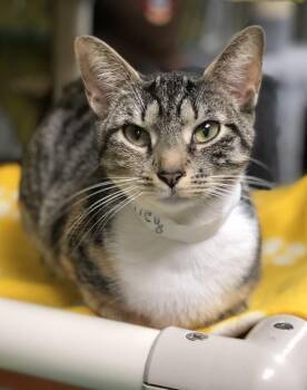 Motley -  Domestic Short Hair Cat for Adoption in Pottsville, Pennsylvania - Motley | PetCurious