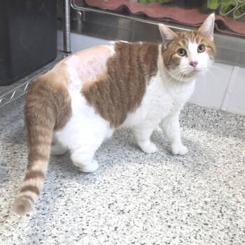 Domestic Short Hair Cats Available for Adoption in Fort Wayne, Indiana - Thomas | PetCurious
