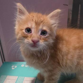 Cicero -  Domestic Short Hair Cat for Adoption in Columbia, Missouri - Cicero | PetCurious