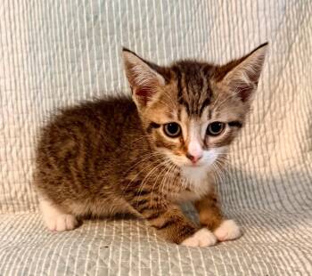 Domestic Short Hair Cats Available for Adoption in New York, New York - Alvin | PetCurious