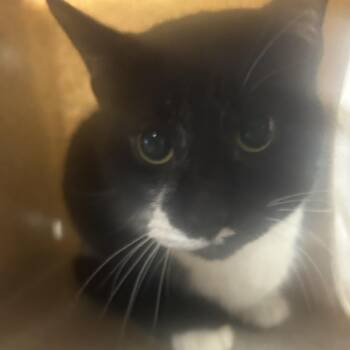 Domestic Short Hair Cats Available for Adoption in Philadelphia, Pennsylvania - Sameer | PetCurious