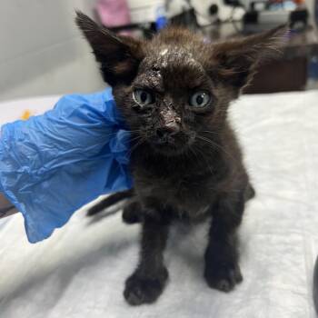 Ackerman -  Domestic Short Hair Cat for Adoption in Summerville, South Carolina - Ackerman | PetCurious