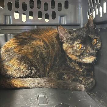 Galaxy -  Domestic Short Hair Cat for Adoption in Albert Lea, Minnesota - Galaxy | PetCurious