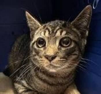 Rescue Domestic Short Hair Cats for Adoption in Bridgewater, New Jersey - Booker | PetCurious