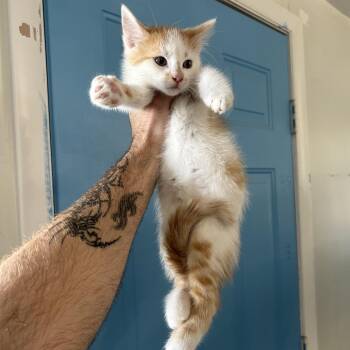 Sammie -  Domestic Short Hair Cat for Adoption in Denver, Colorado - Sammie | PetCurious