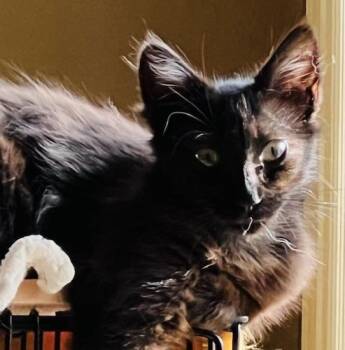 (CP) Maya -  Domestic Medium Hair Cat for Adoption in North Highlands, California - (CP) Maya | PetCurious