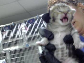 A185816 -  Domestic Short Hair Cat for Adoption in Pasadena, Texas - A185816 | PetCurious
