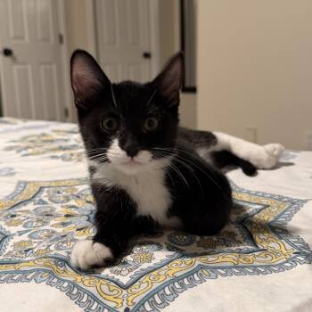Yuki -  Domestic Short Hair and Tuxedo Cat for Adoption in Cottonwood Heights, Utah - Yuki | PetCurious