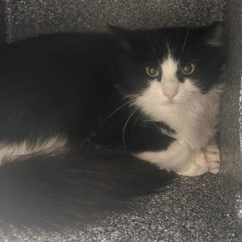 Madrid -  Domestic Short Hair Cat for Adoption in Salt Lake City, Utah - Madrid | PetCurious
