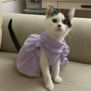 Rescue Domestic Short Hair Cats for Adoption in Allentown, New Jersey - Lavender | PetCurious