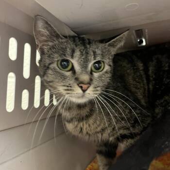 Domestic Short Hair Cats Available for Adoption in Charlottesville, Virginia - Salad | PetCurious