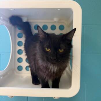 Domestic Medium Hair Cats Available for Adoption - Apollo | PetCurious