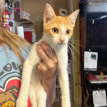 April -  Domestic Short Hair Cat for Adoption in Stephenville, Texas - April | PetCurious