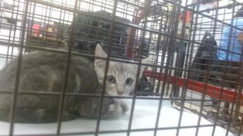 EEVEE -  Domestic Short Hair Cat for Adoption in Doral, Florida - EEVEE | PetCurious