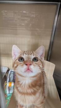 Jim -  Domestic Short Hair Cat for Adoption in Missoula, Montana - Jim | PetCurious