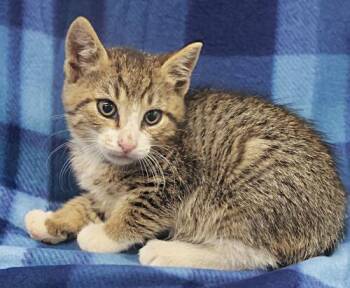 Rory -  Domestic Short Hair Cat for Adoption in Thief River Falls, Minnesota - Rory | PetCurious